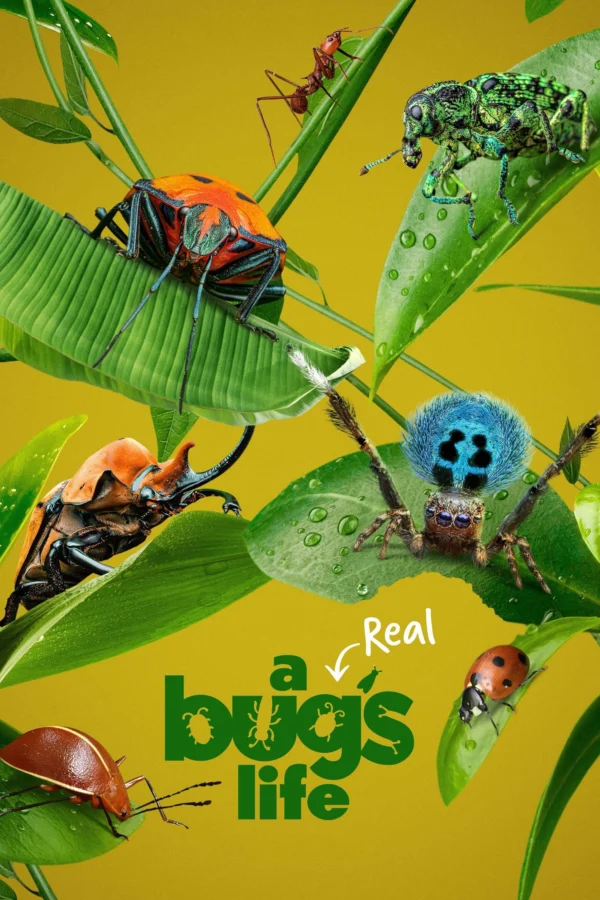 A Real Bug’s Life A Real Bug's Life